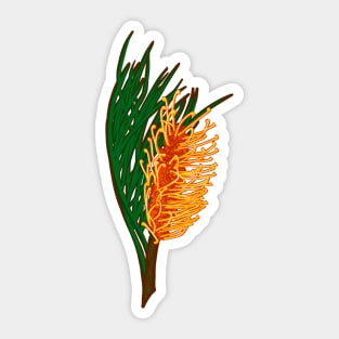 Bright Australian Native Flower - Beautiful Banksia Illustration Sticker